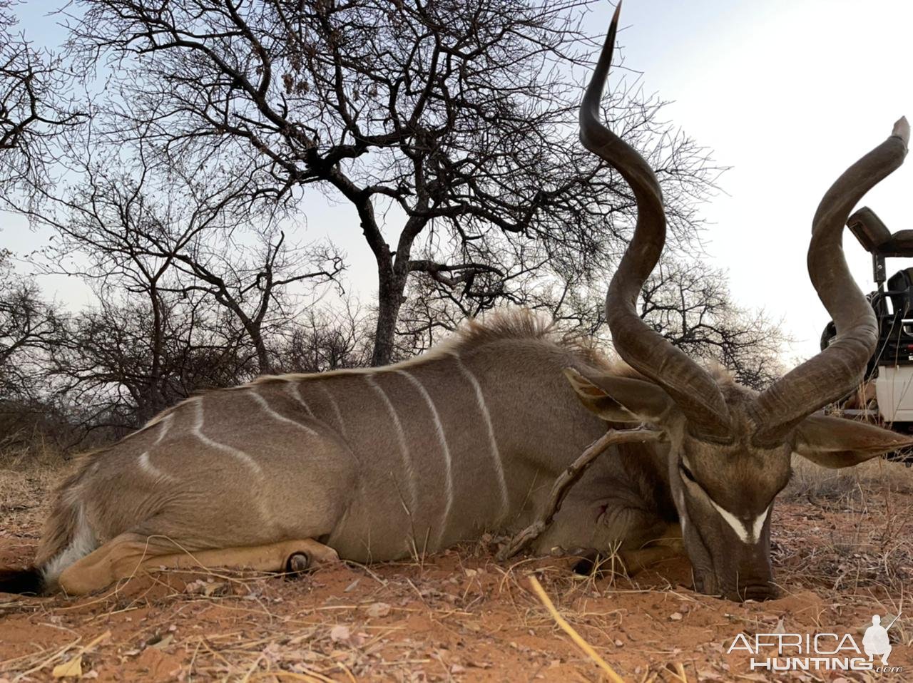 Kudu Hunt South Africa