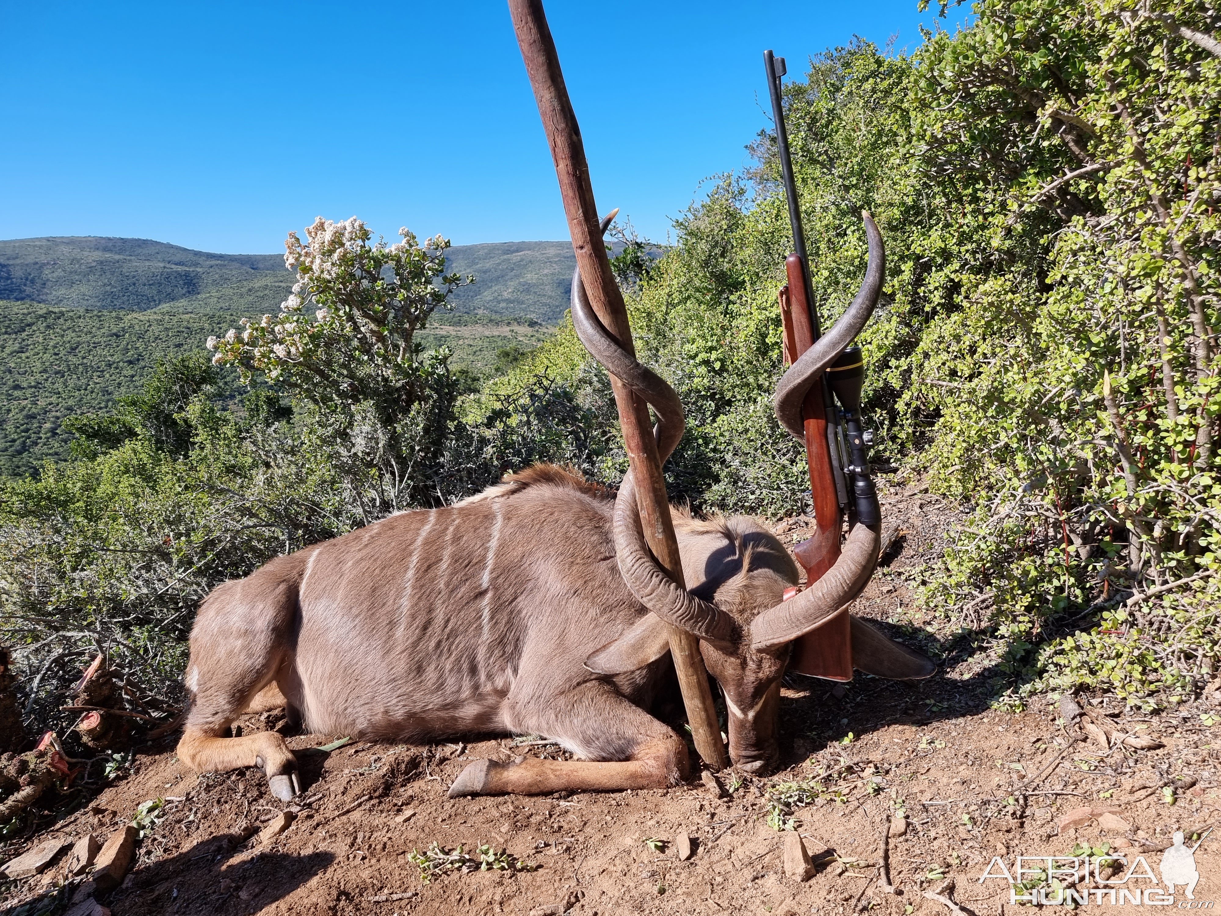 Kudu Hunt South Africa