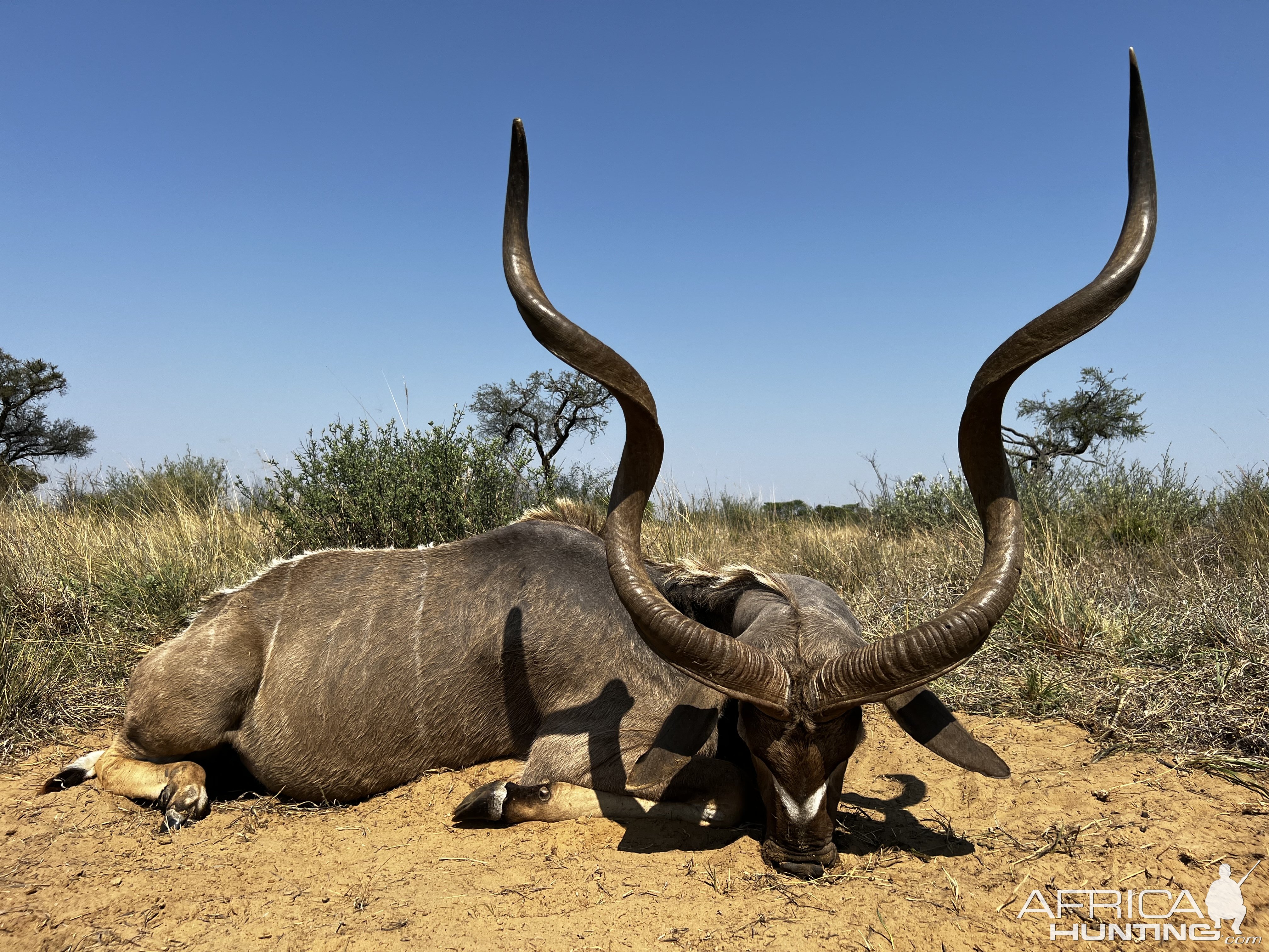 Kudu Hunt South Africa