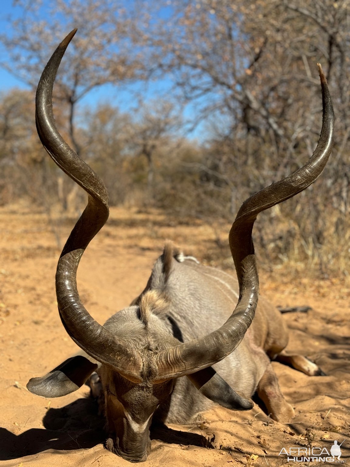 Kudu Hunt South Africa