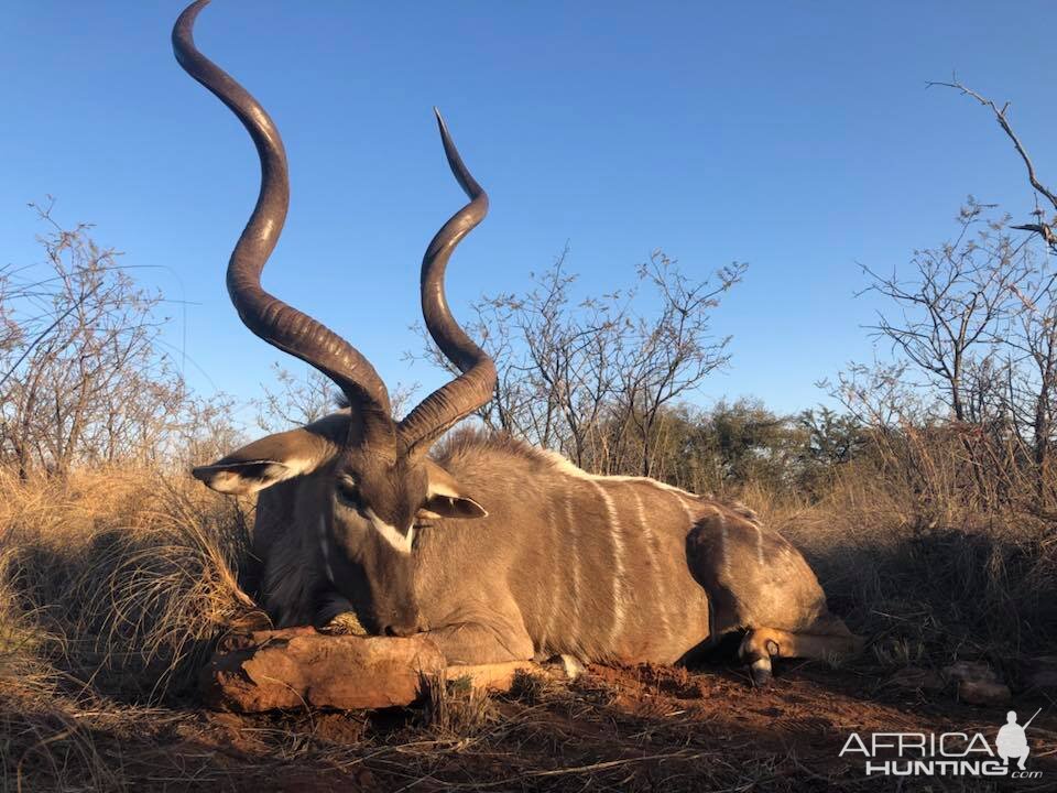 Kudu Hunt South Africa