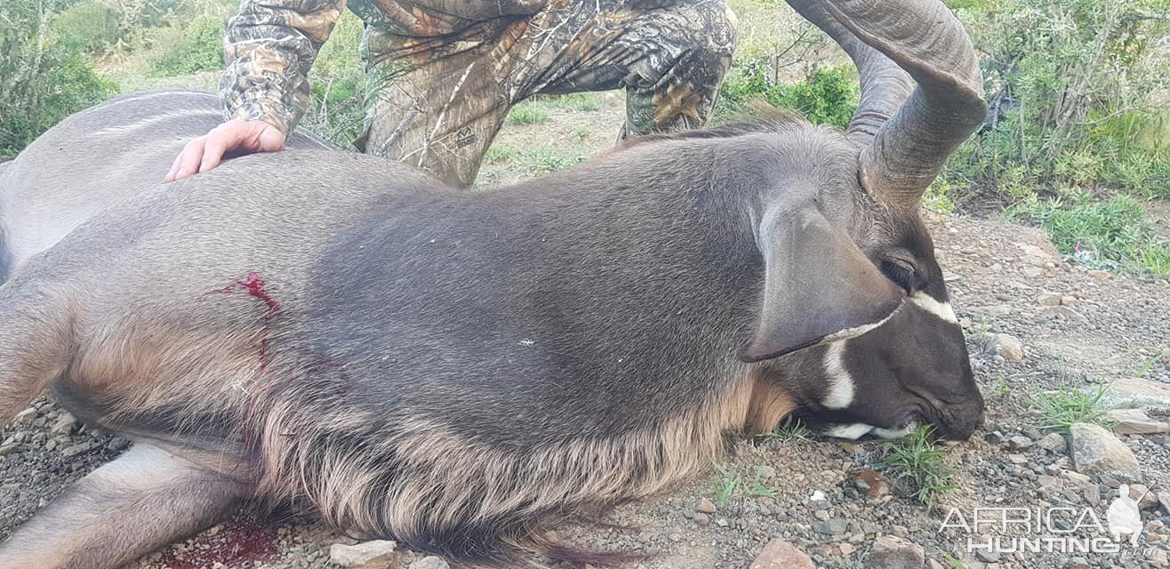 Kudu Hunt South Africa