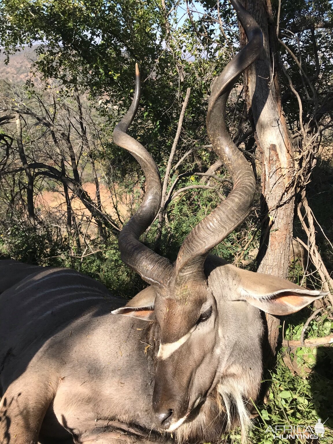 Kudu Hunt South Africa