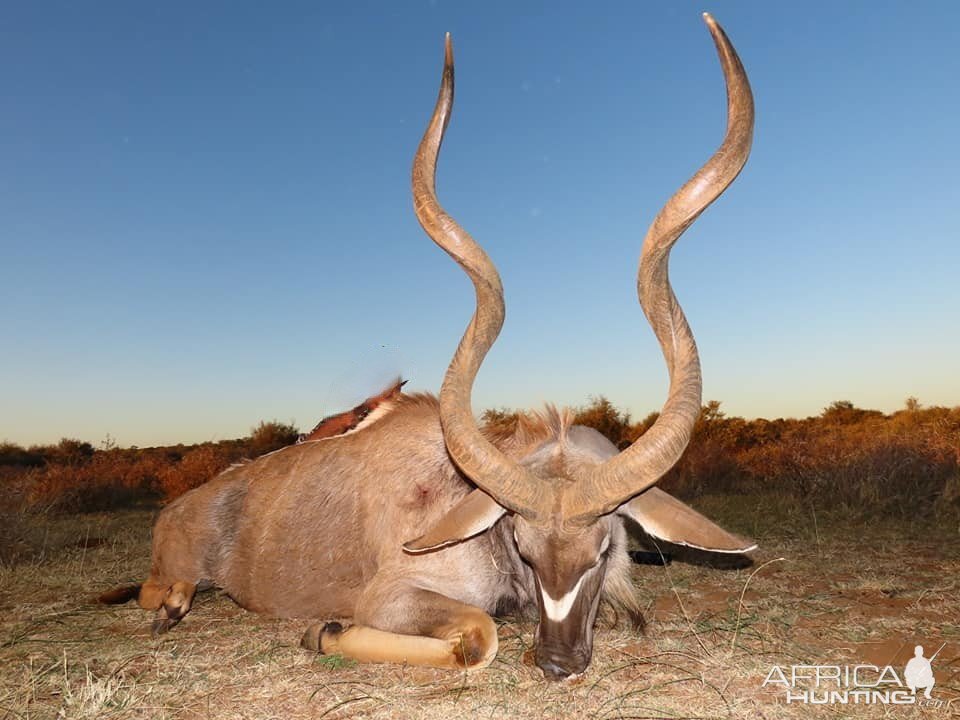 Kudu Hunt South Africa