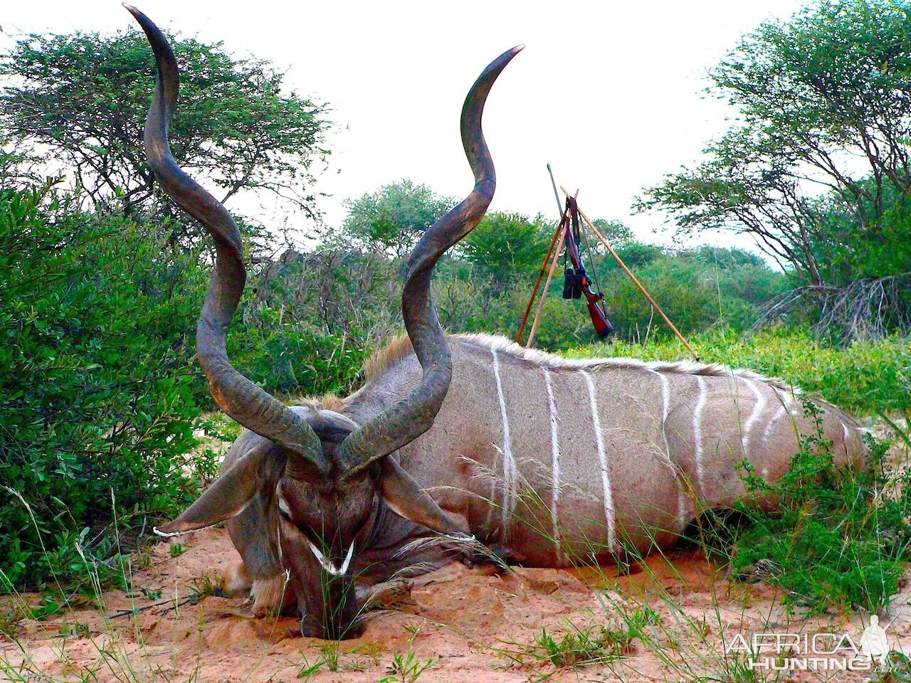 Kudu Hunt