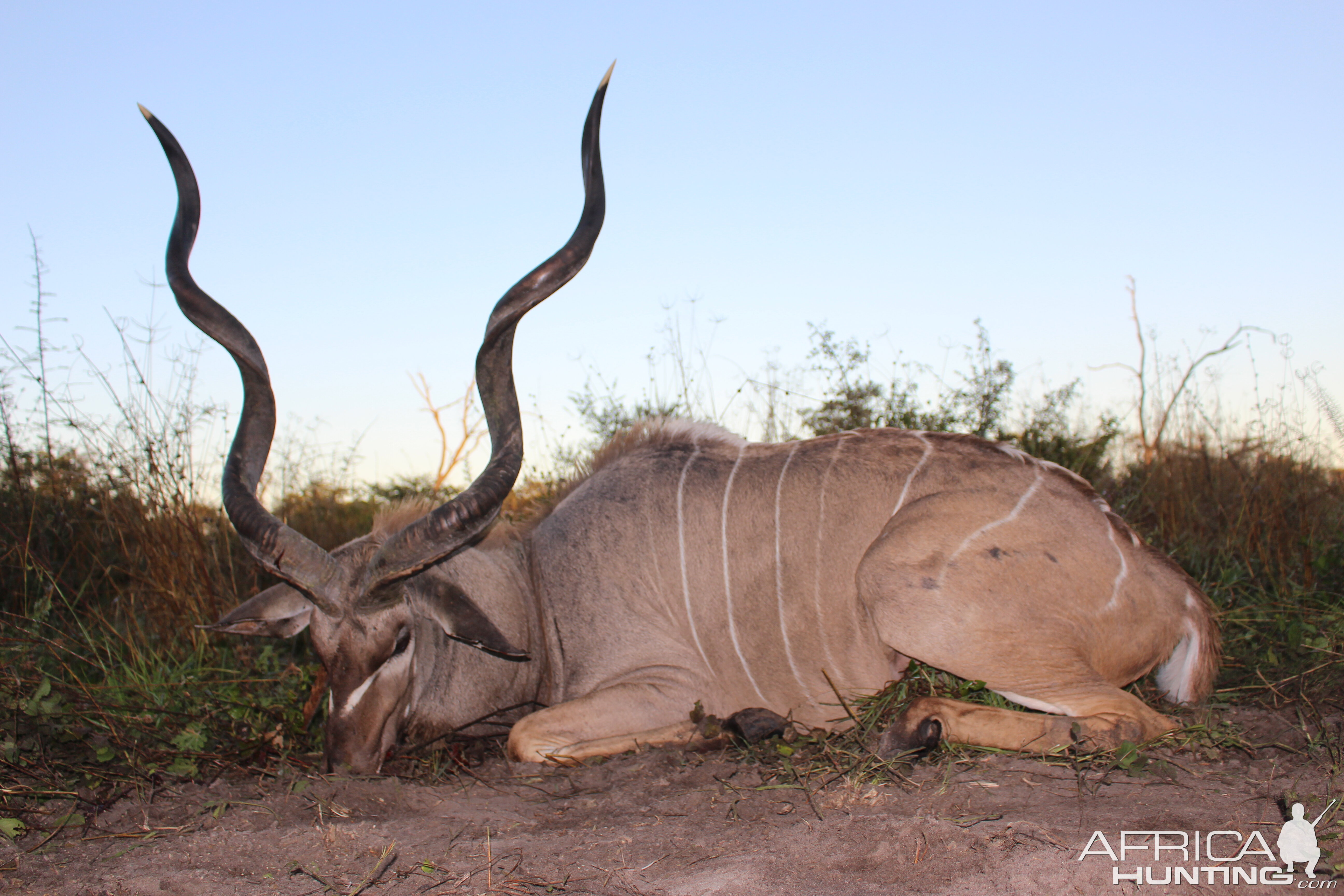 Kudu Hunt