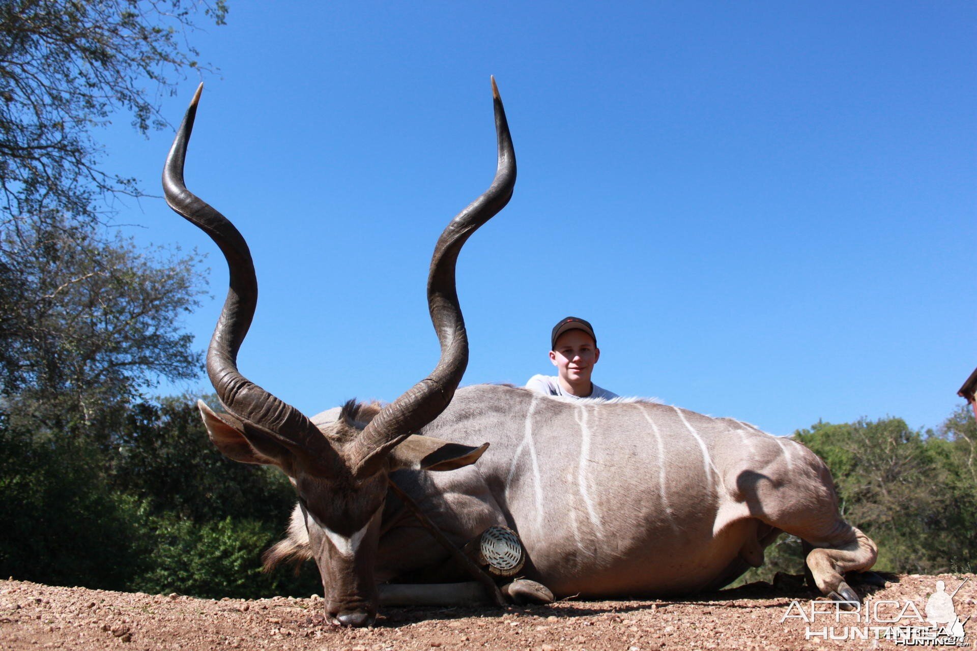 Kudu hunted in Limpopo SA