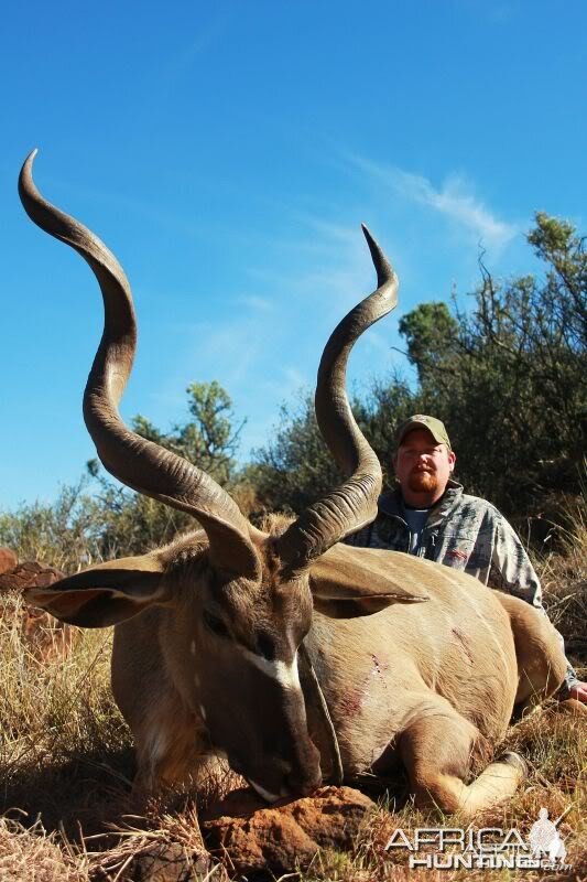 Kudu hunted in South Africa