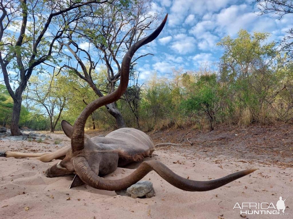 Kudu Hunting Bwabwata West Namibia