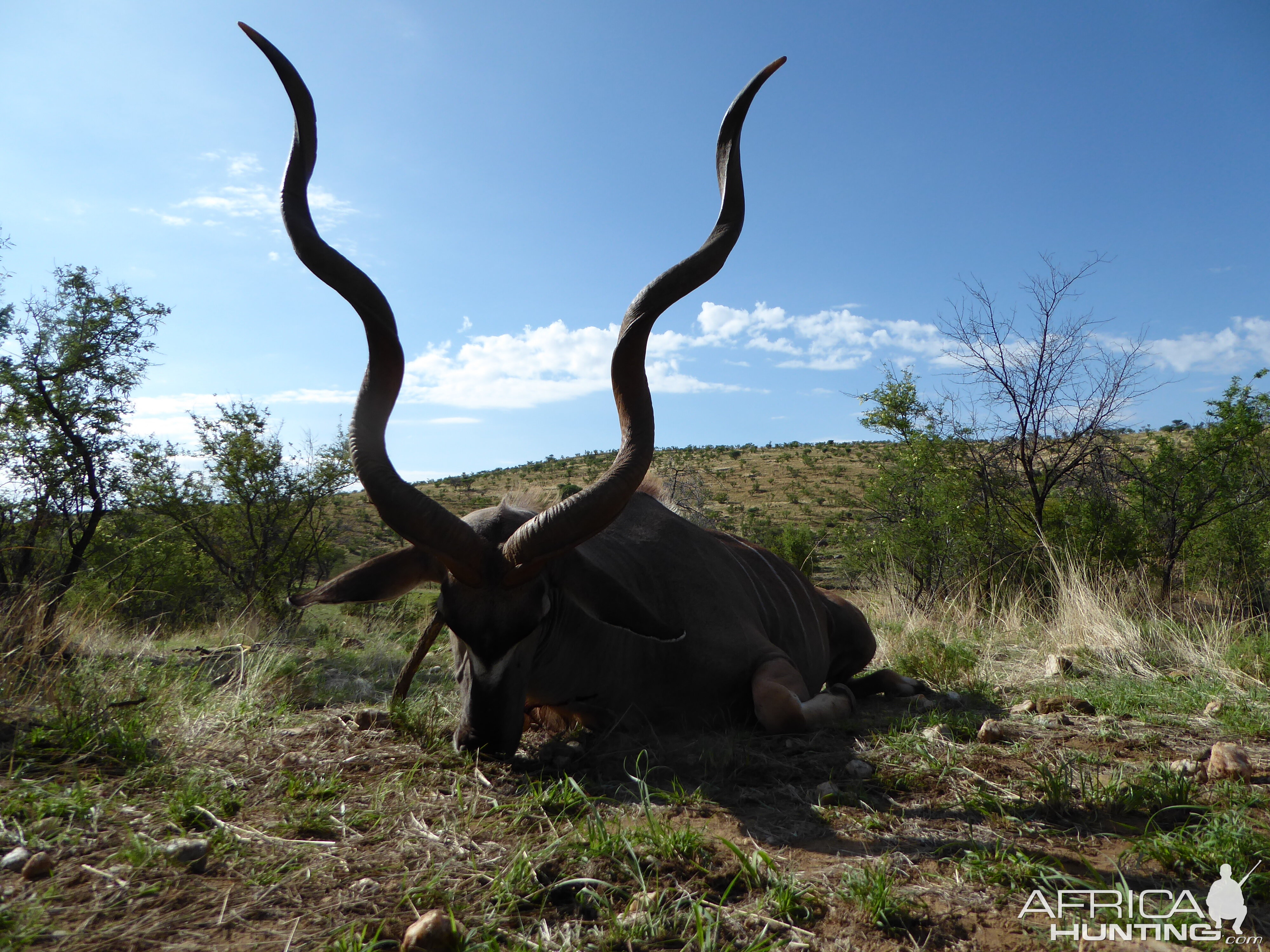 Kudu Hunting in Namibia