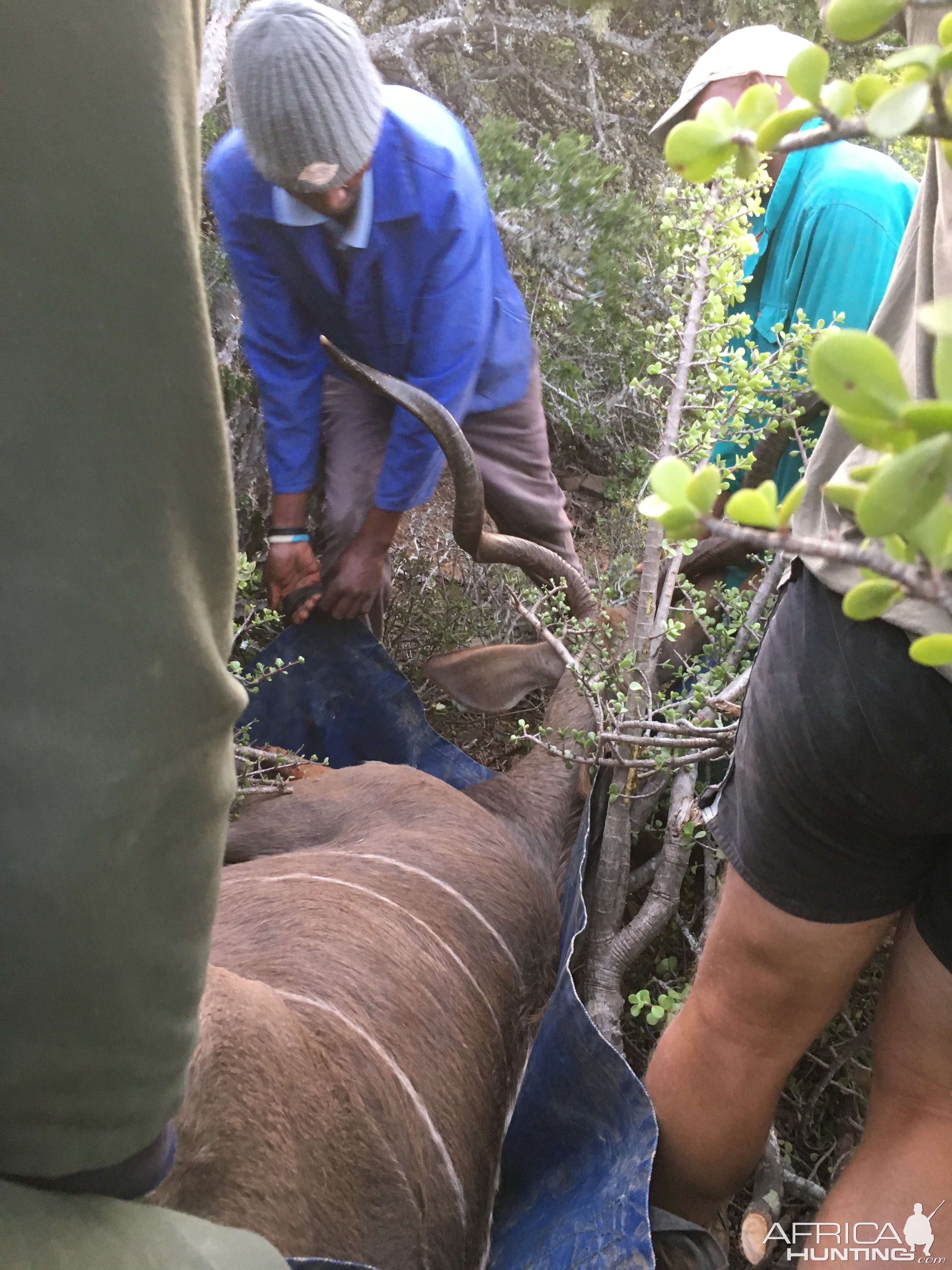 Kudu Hunting in South Africa