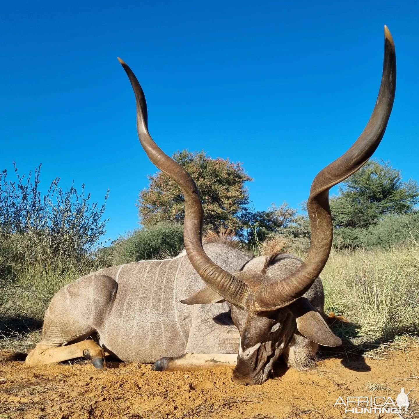 Kudu Hunting Kalahari South Africa