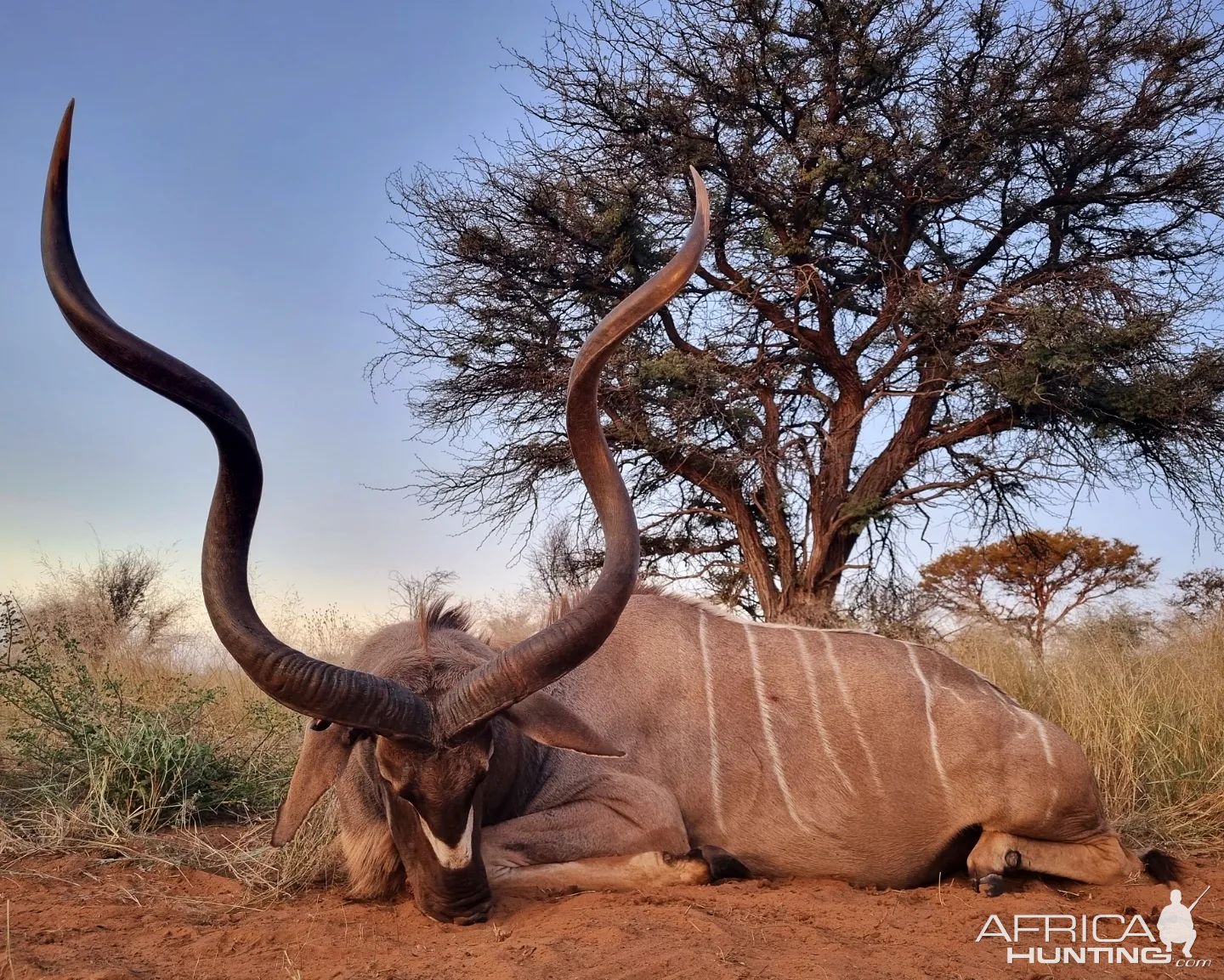 Kudu Hunting Kalahari South Africa