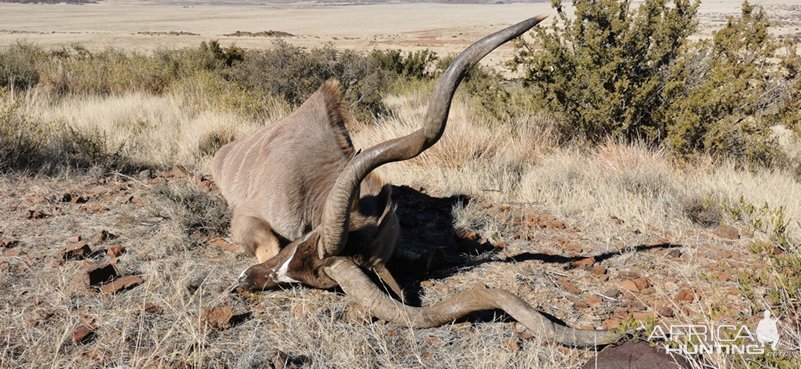 Kudu Hunting Karoo South Africa