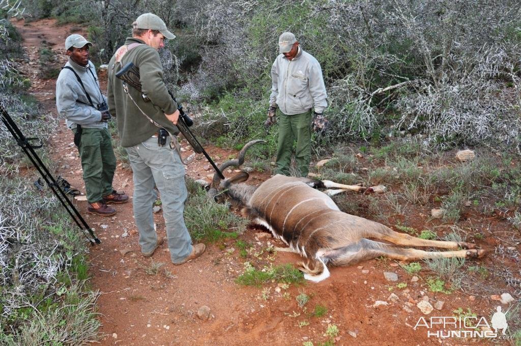 Kudu Hunting Karoo South Africa