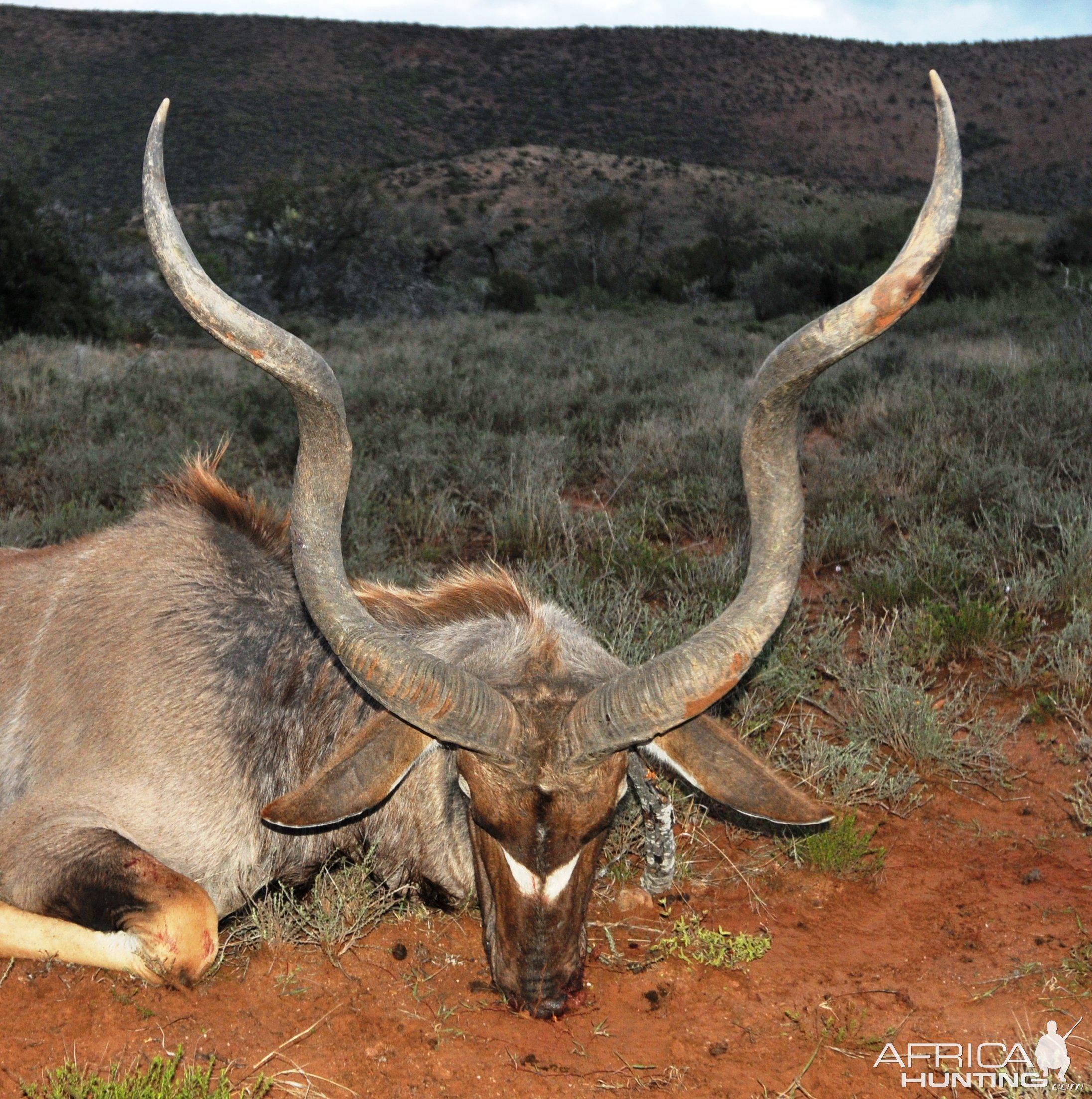 Kudu Hunting Karoo South Africa