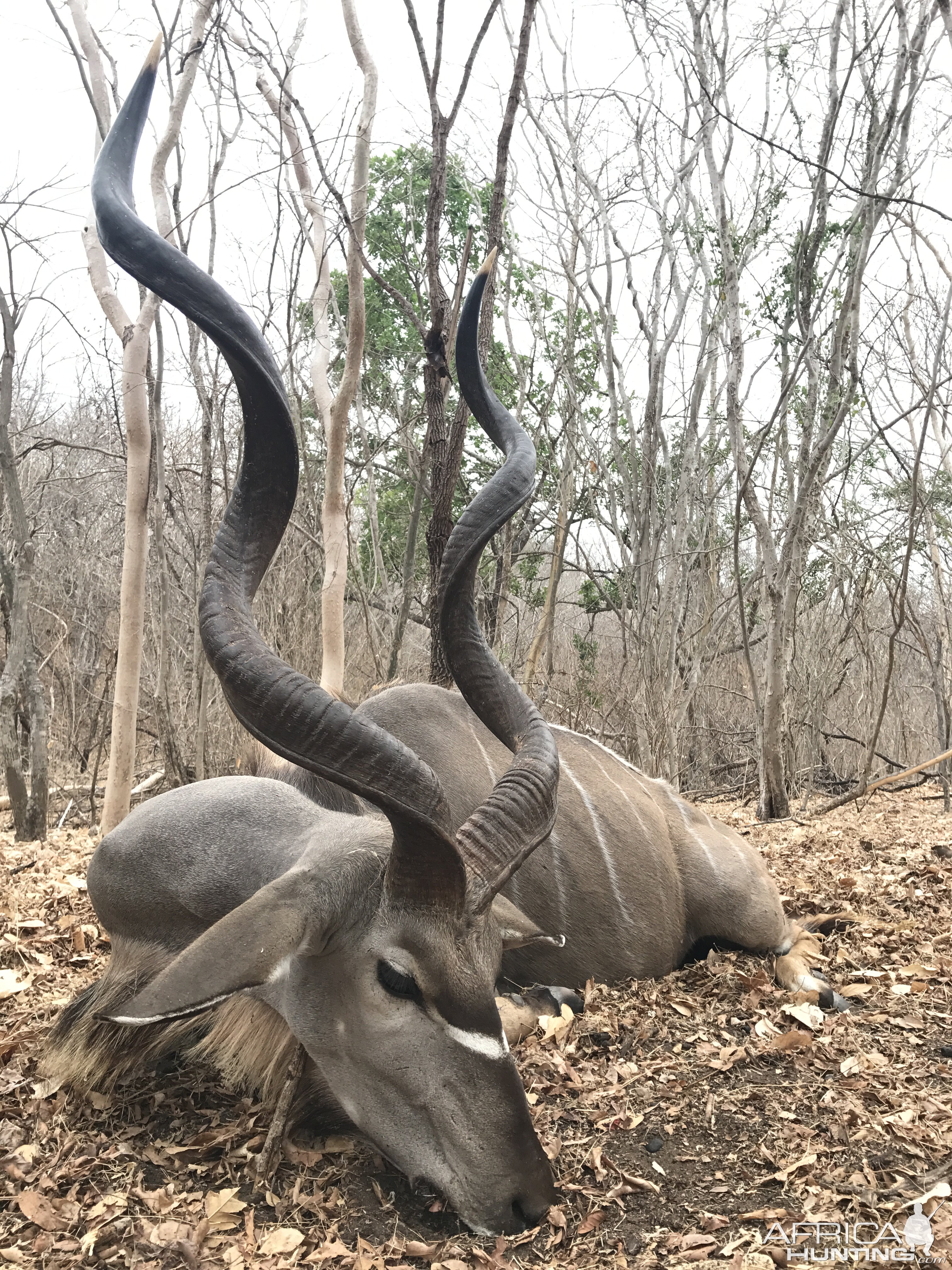 Kudu Hunting Mozambique