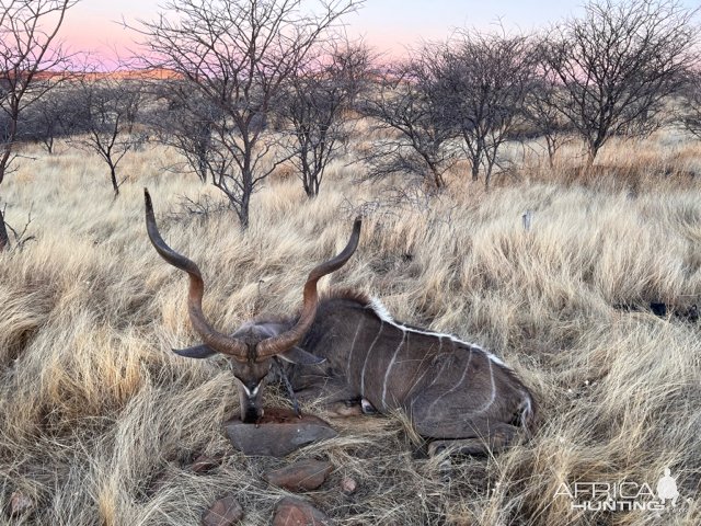 Kudu Hunting Namibia