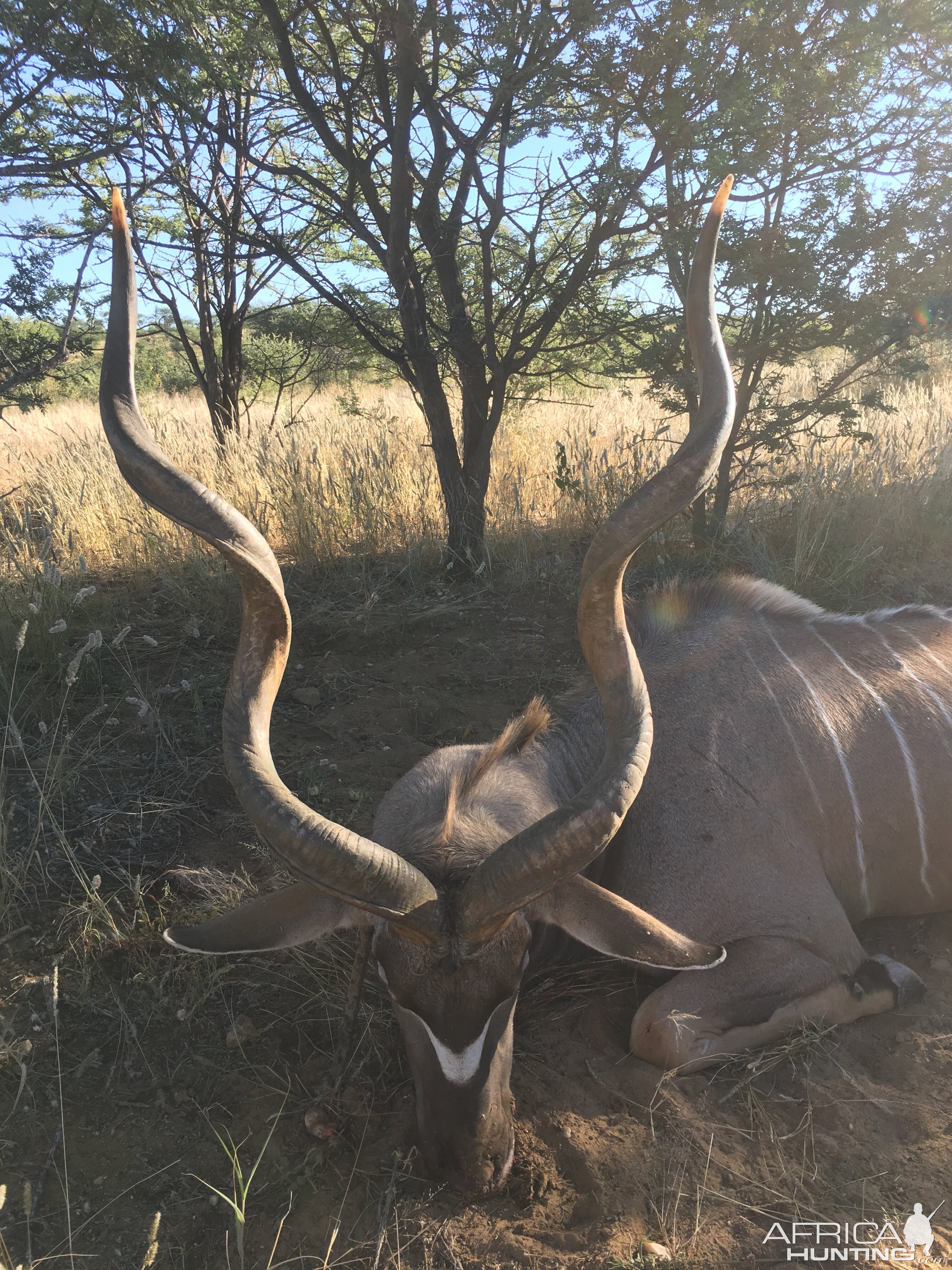 Kudu Hunting Namibia