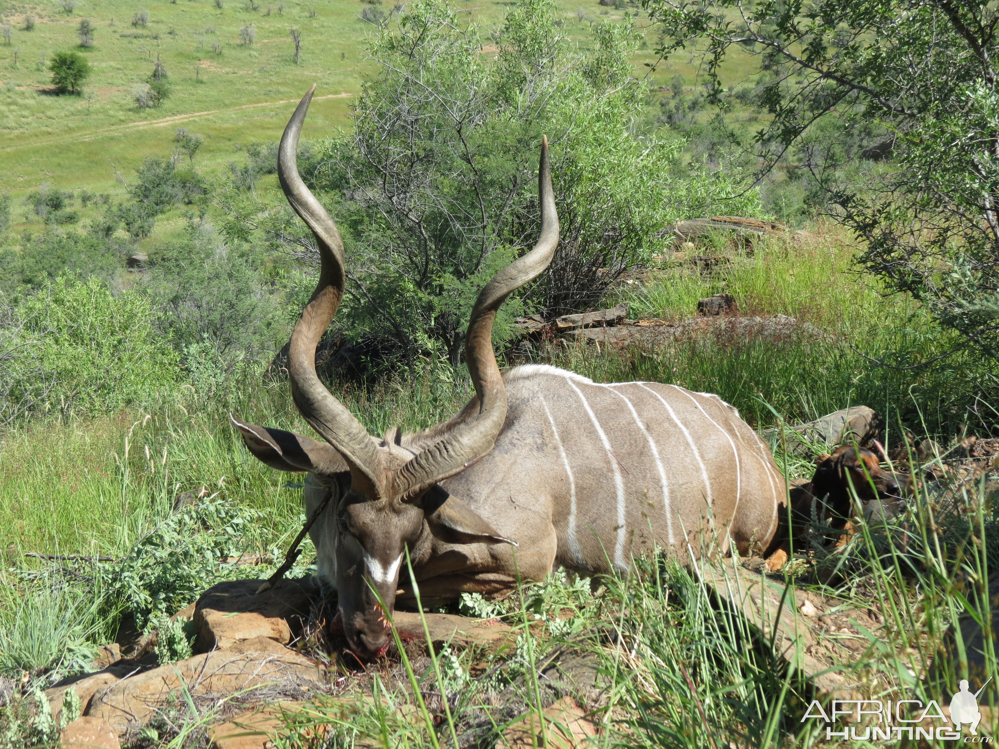 Kudu Hunting Namibia