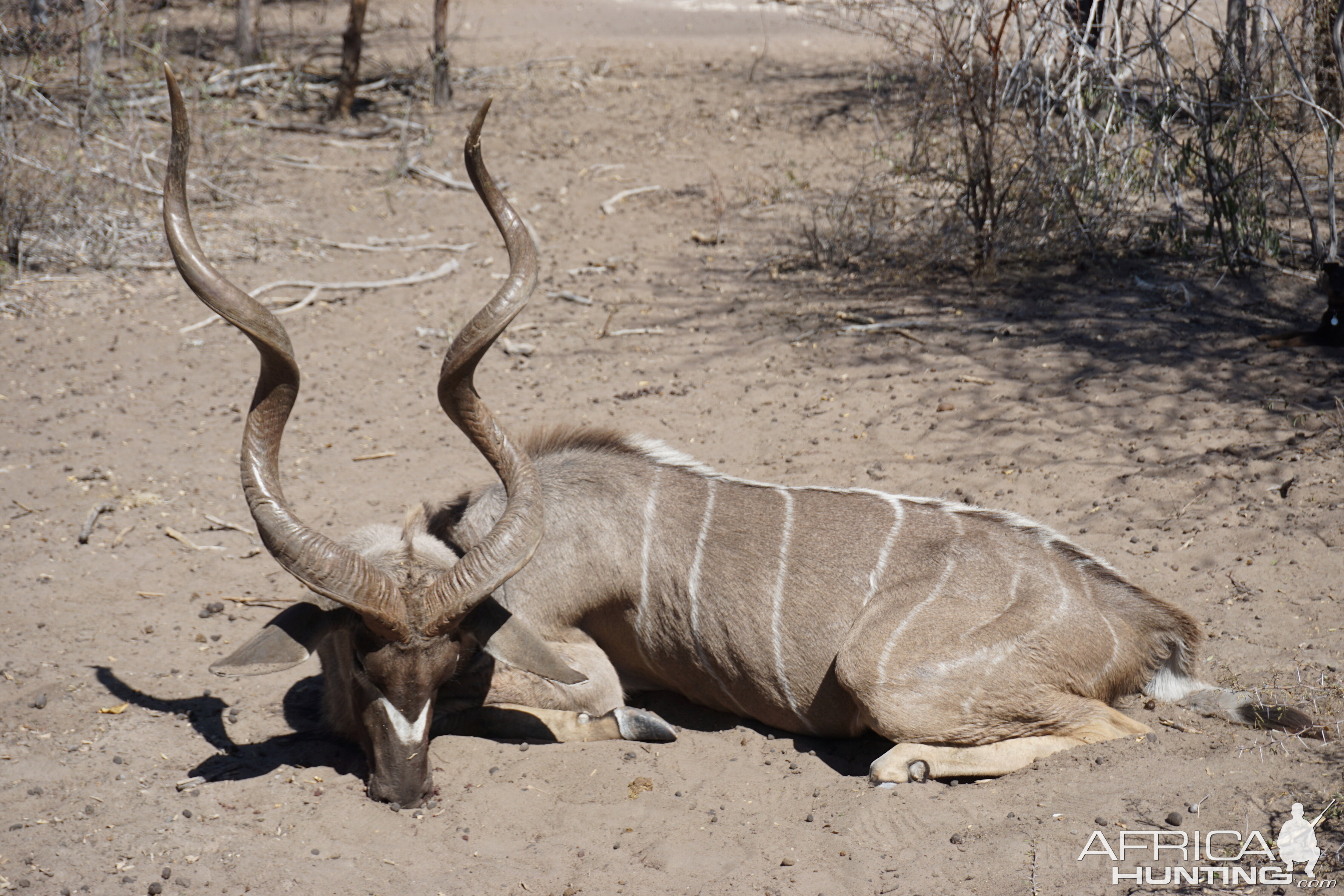 Kudu Hunting Namibia