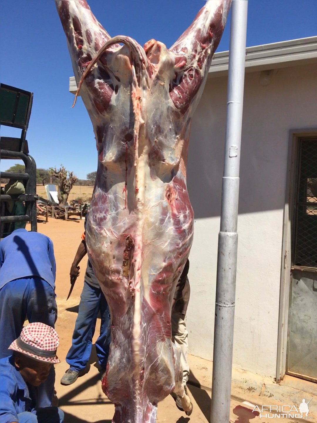 Kudu Hunting Namibia