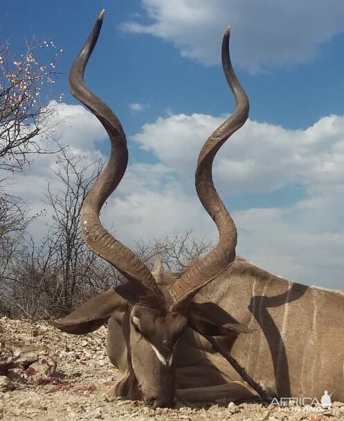 Kudu Hunting Namibia