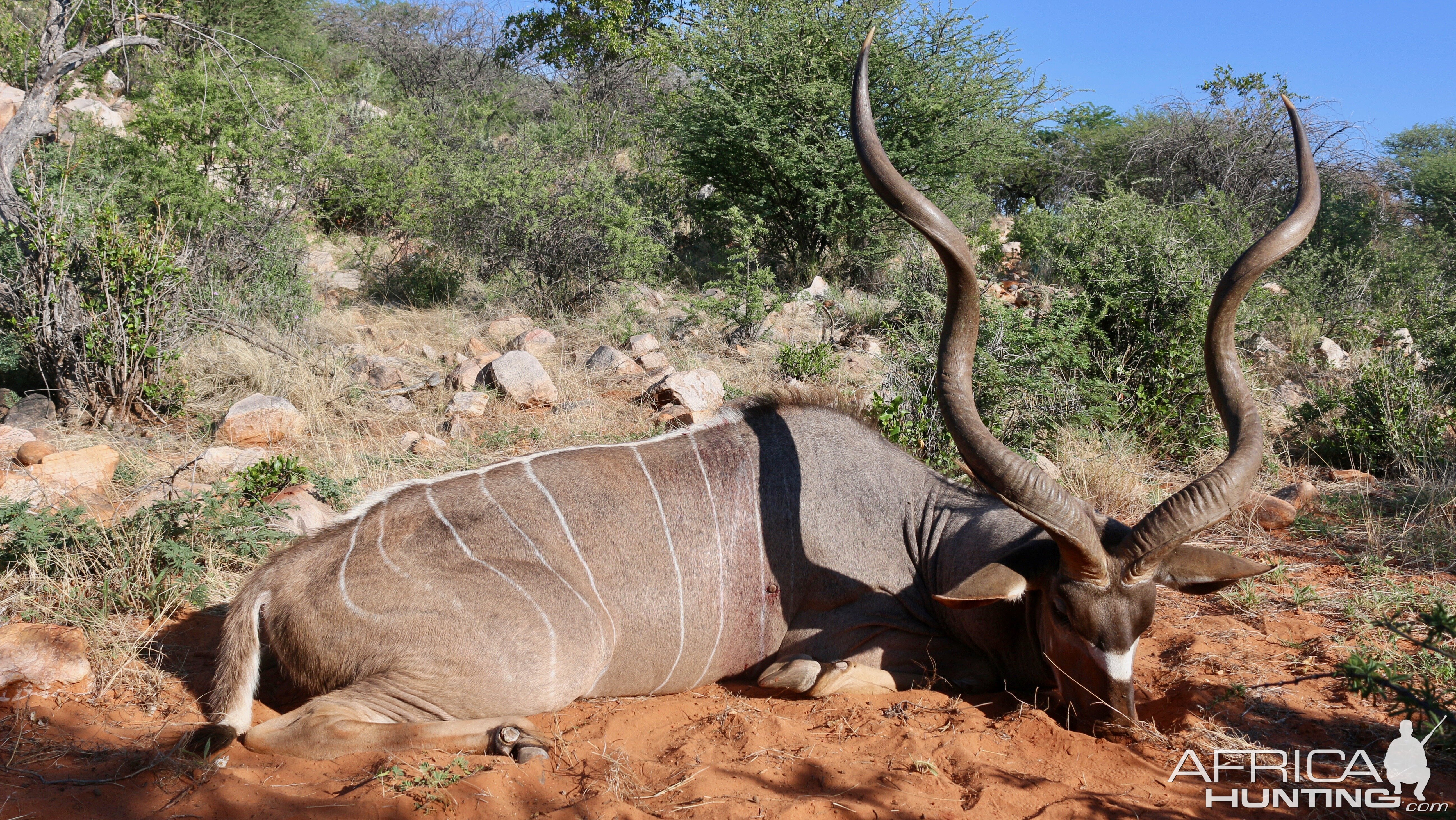 Kudu Hunting Namibia