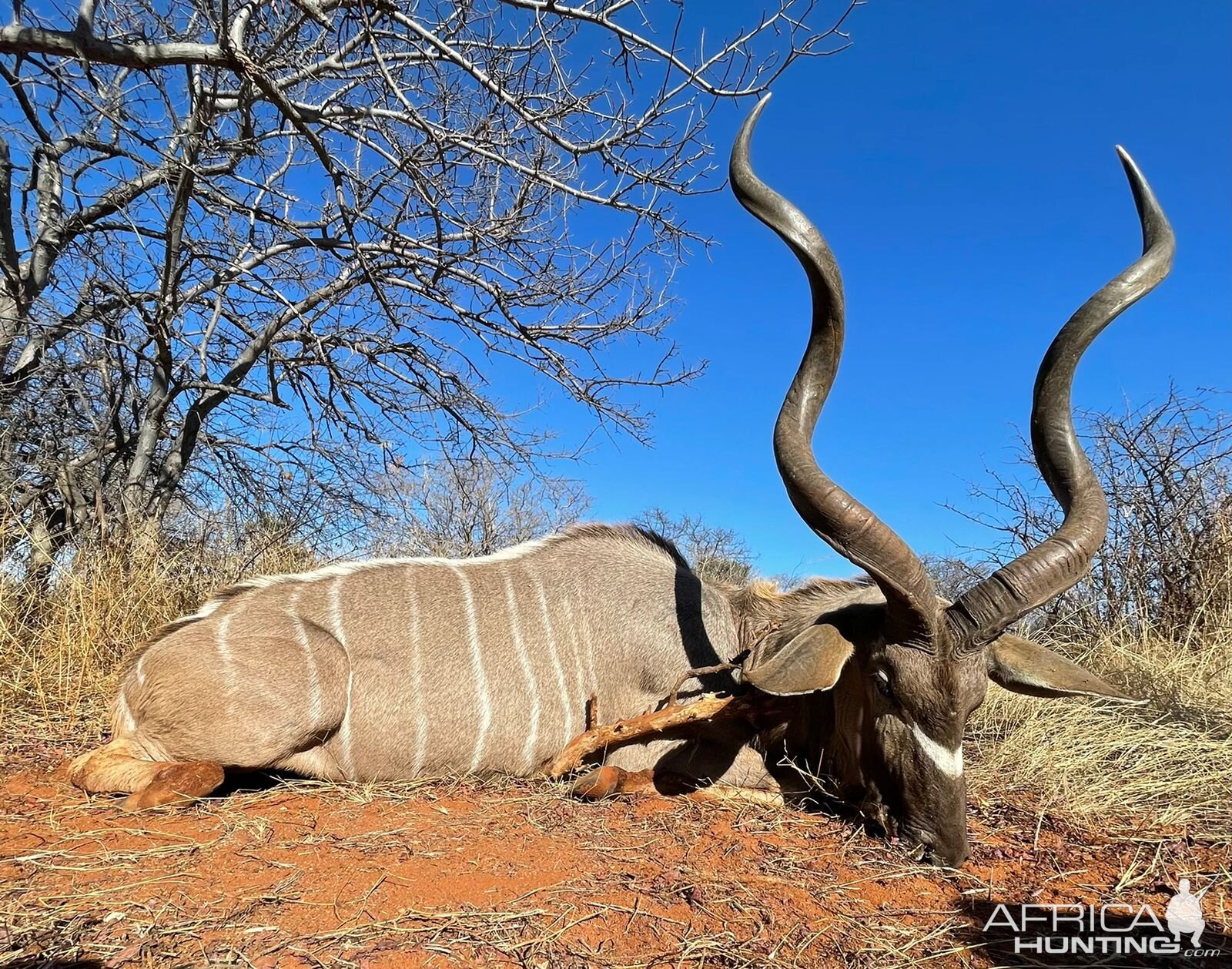 Kudu Hunting South Africa