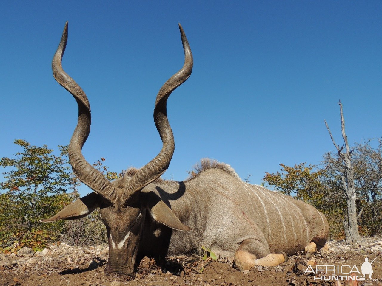 Kudu Hunting South Africa