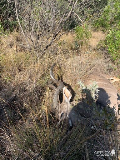 Kudu Hunting South Africa