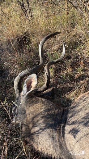 Kudu Hunting South Africa