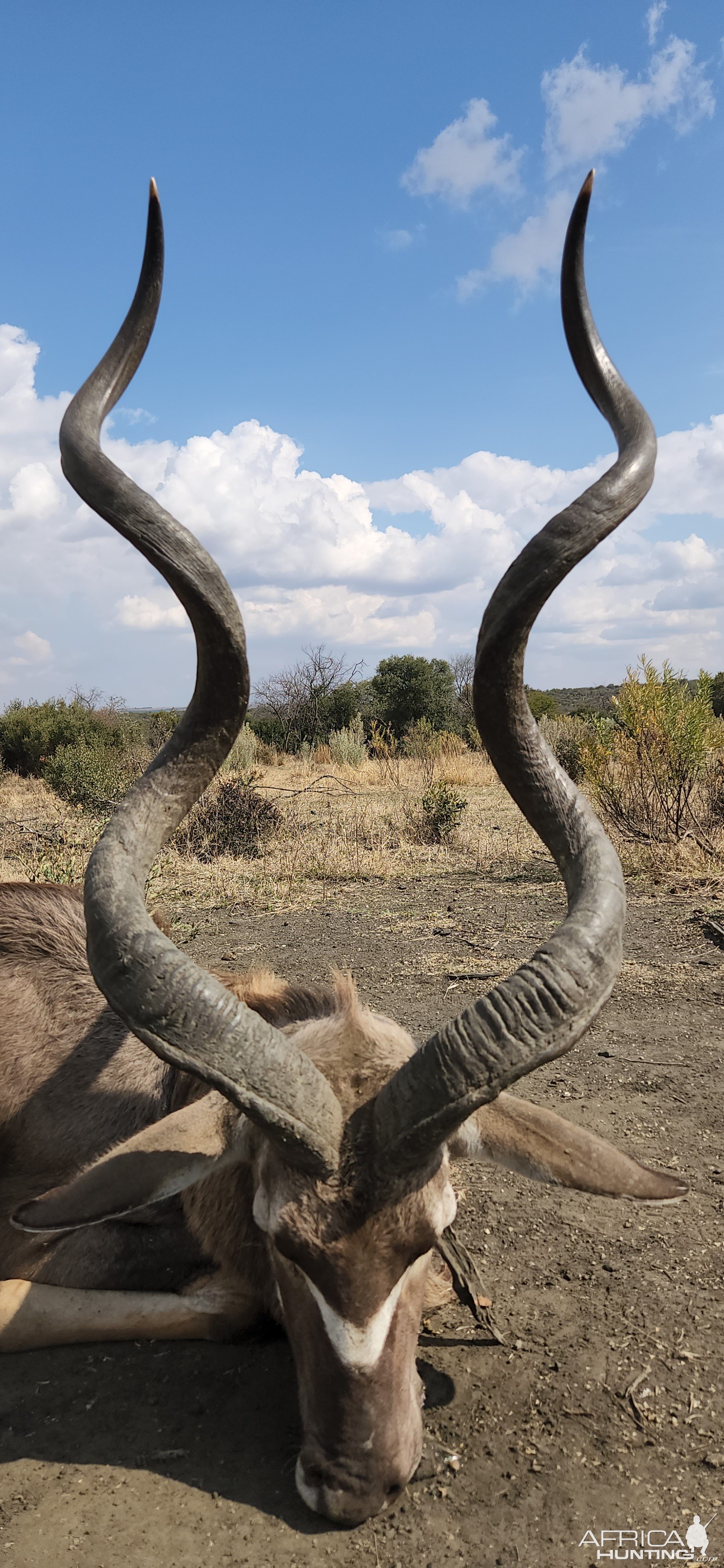 Kudu Hunting South Africa