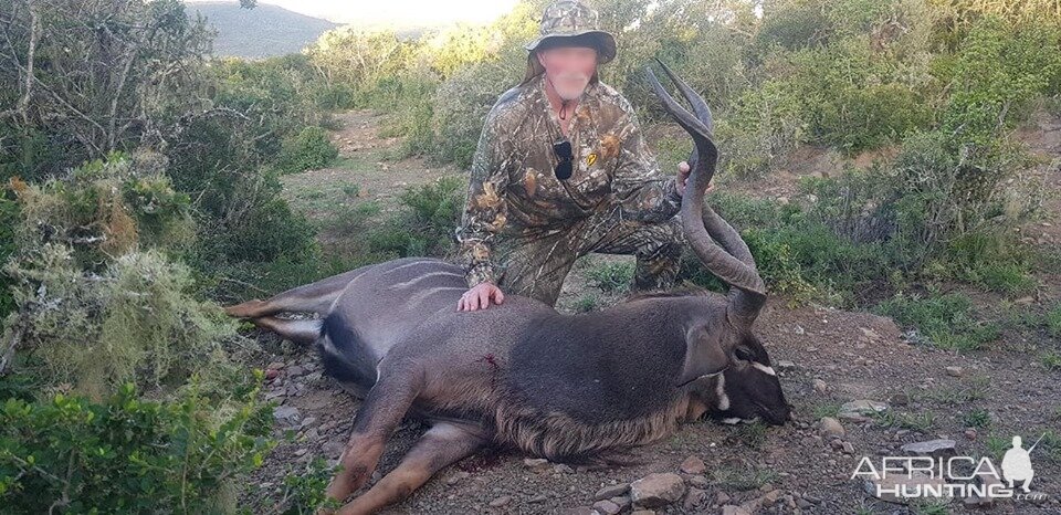 Kudu Hunting South Africa