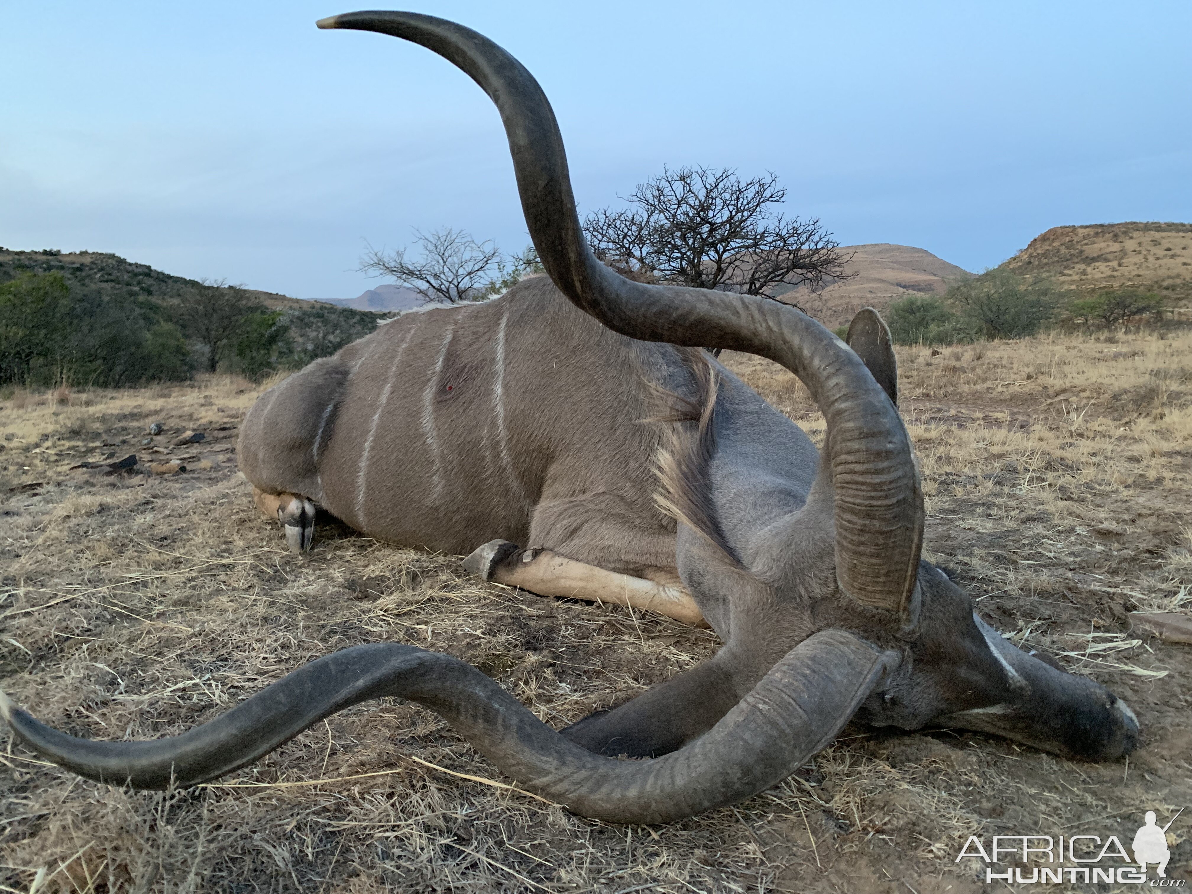 Kudu Hunting South Africa