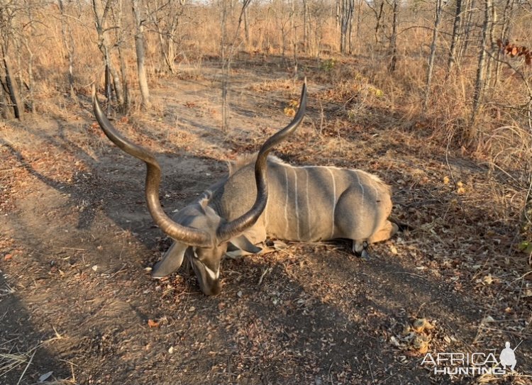 Kudu Hunting Zimbabwe