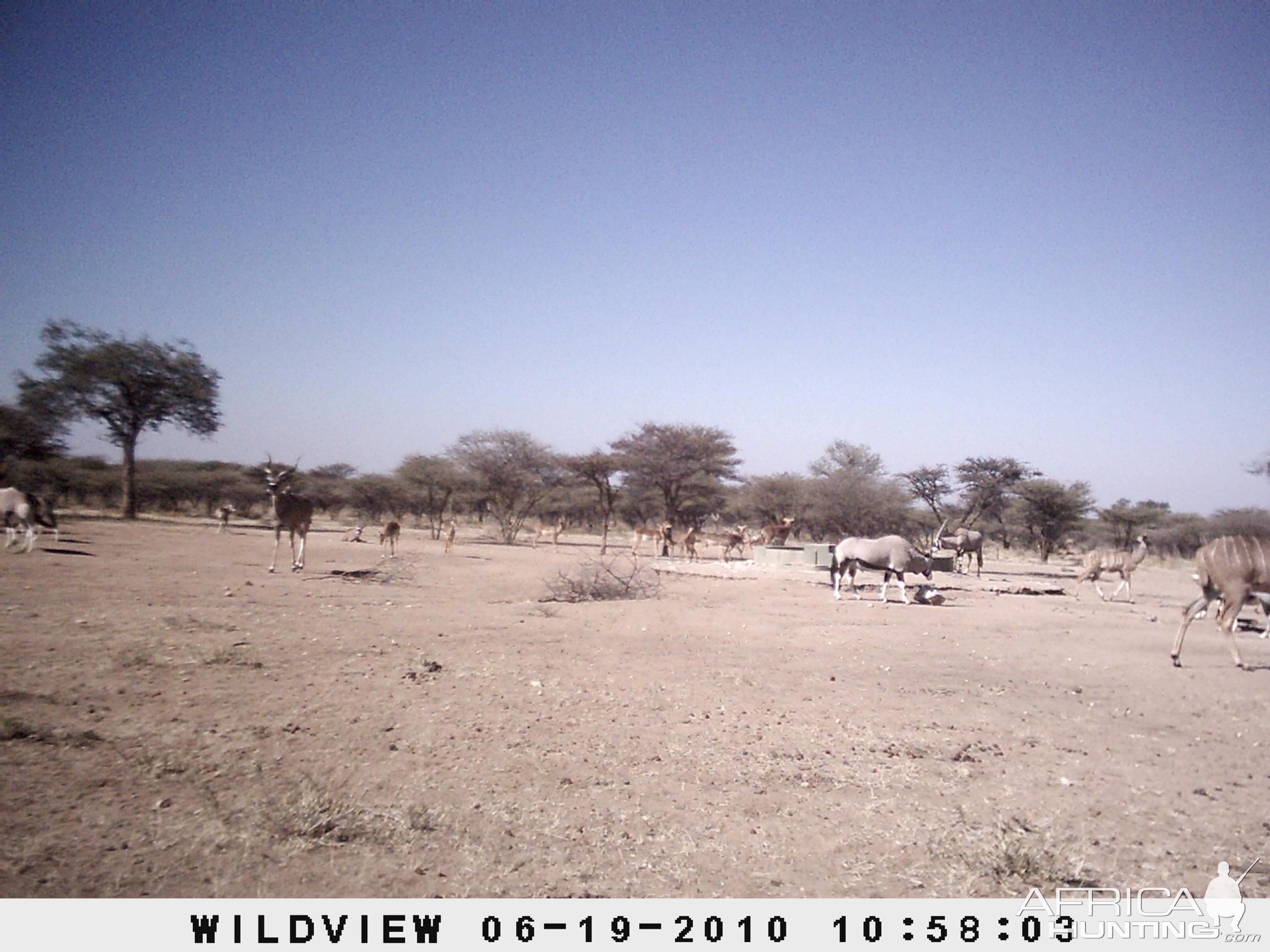 Kudu, Impala and Gemsbok, Namibia