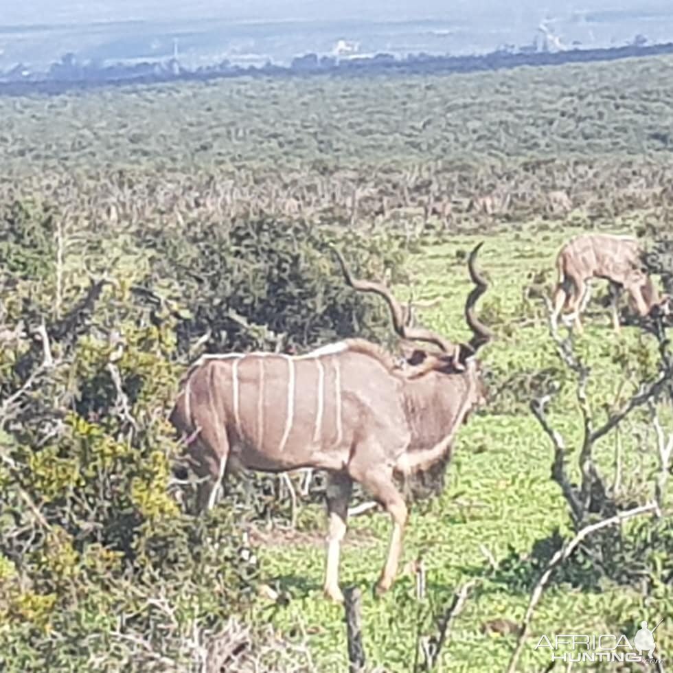 Kudu in Addo Elephant Park