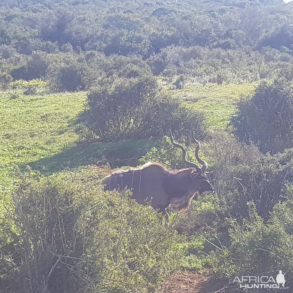 Kudu in Addo Elephant Park