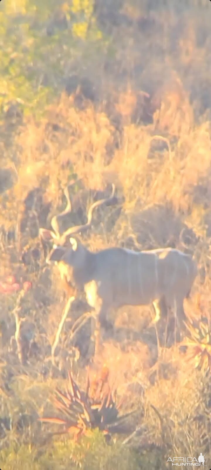 Kudu In Field South Africa