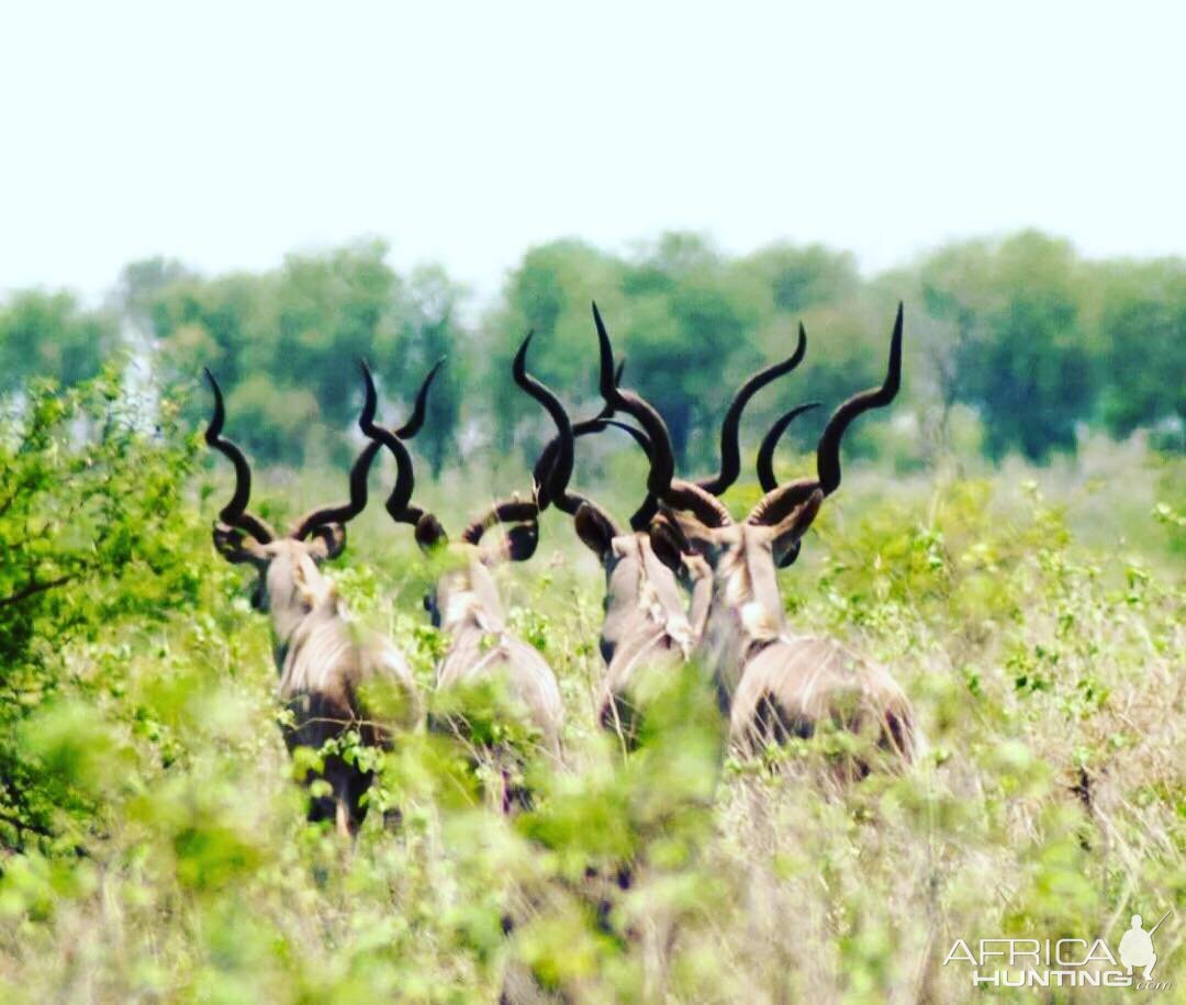 Kudu in Mozambique