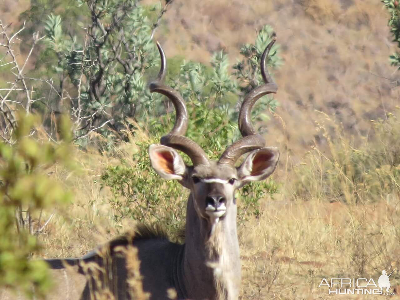 Kudu in South Africa