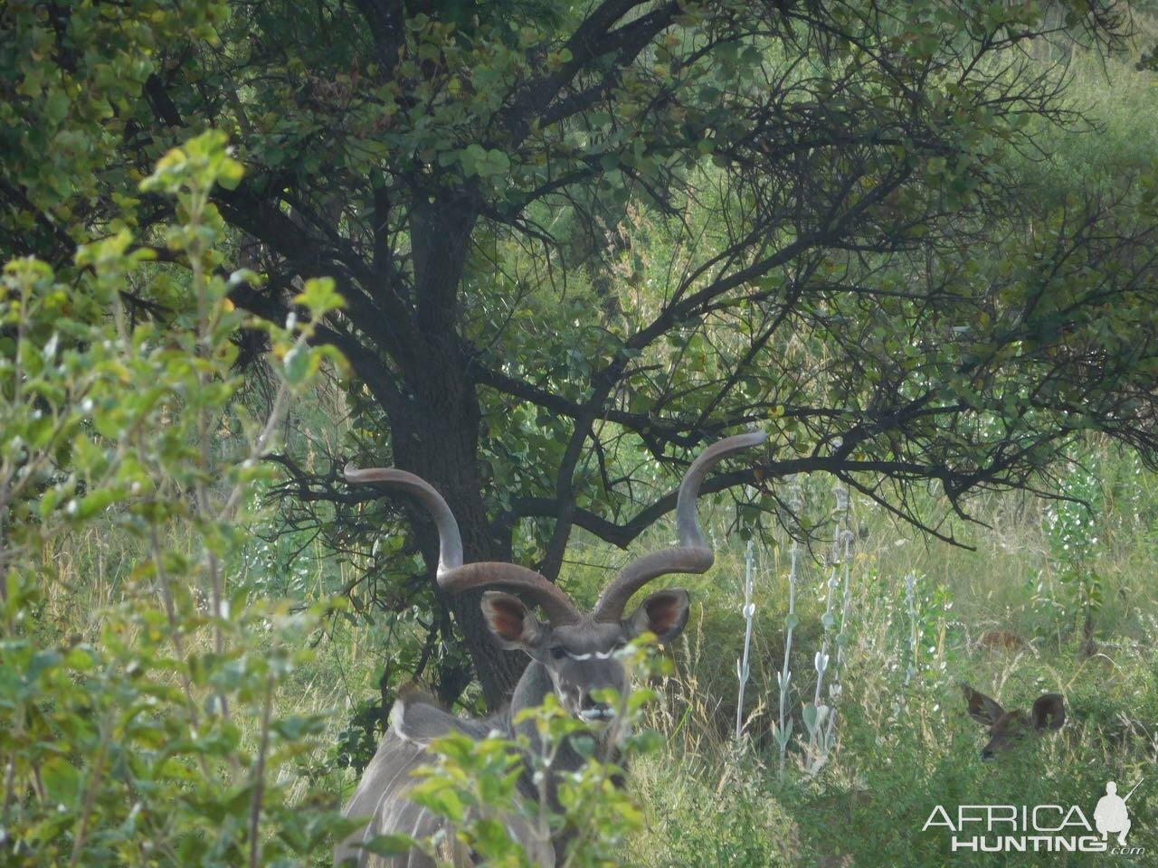 Kudu in South Africa