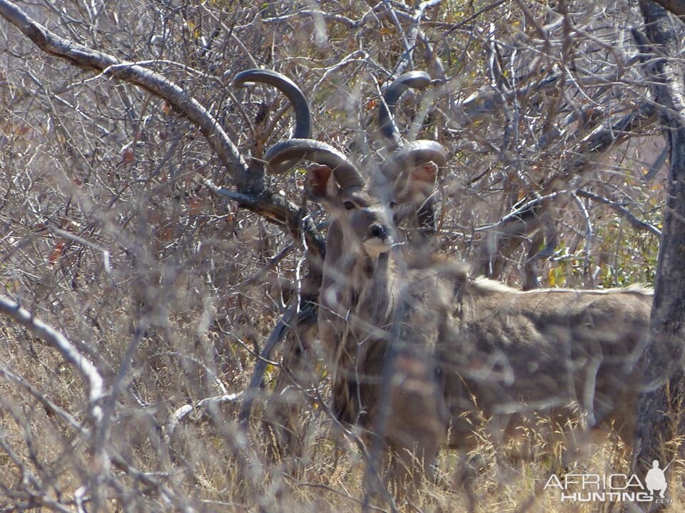 Kudu in South Africa