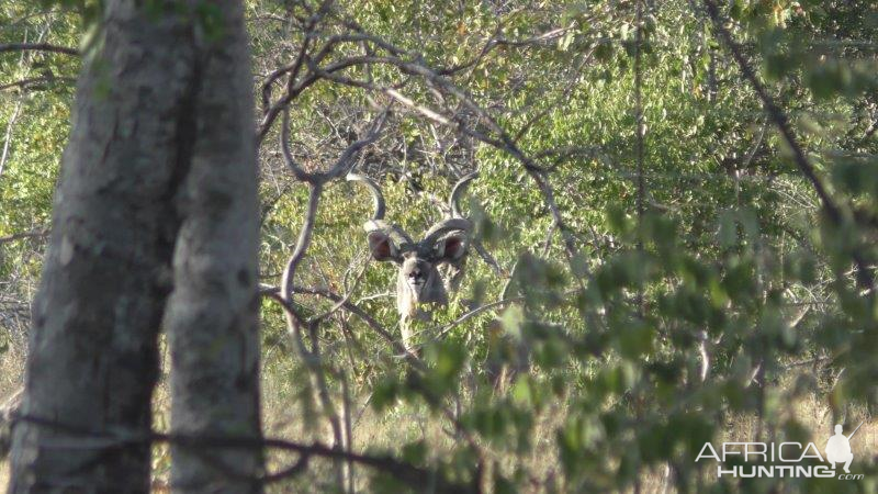 Kudu in the bush in South Africa