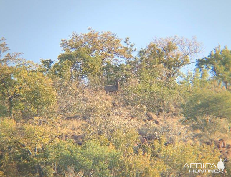 Kudu in the bush in South Africa