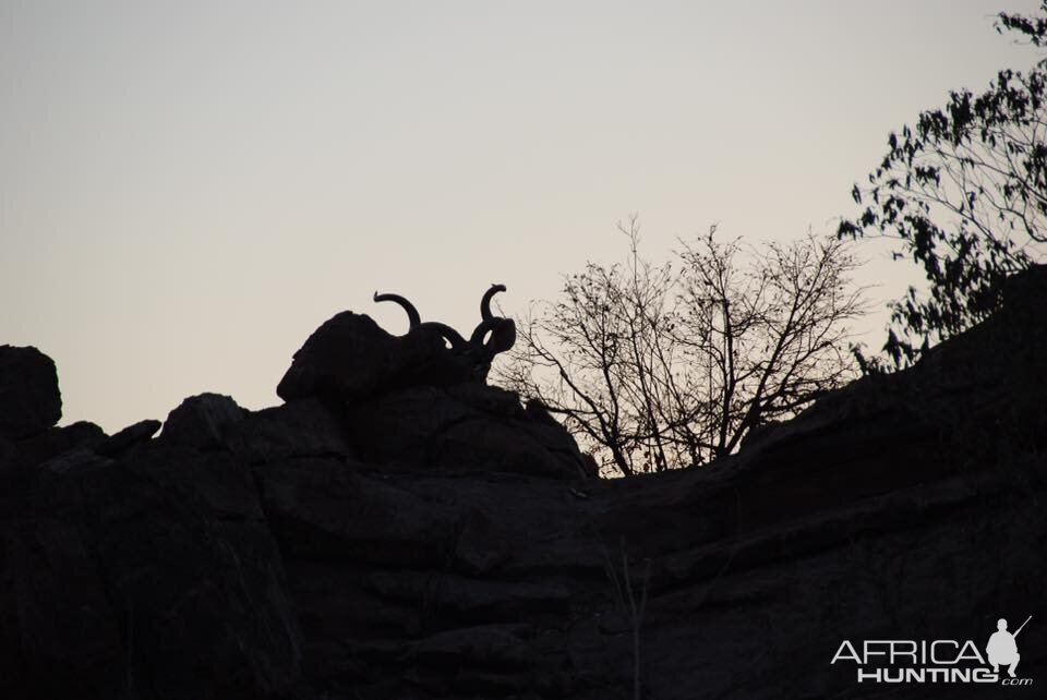 Kudu in the dawn