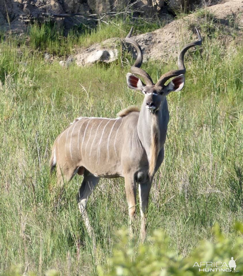 Kudu in the Kruger National Park South Africa