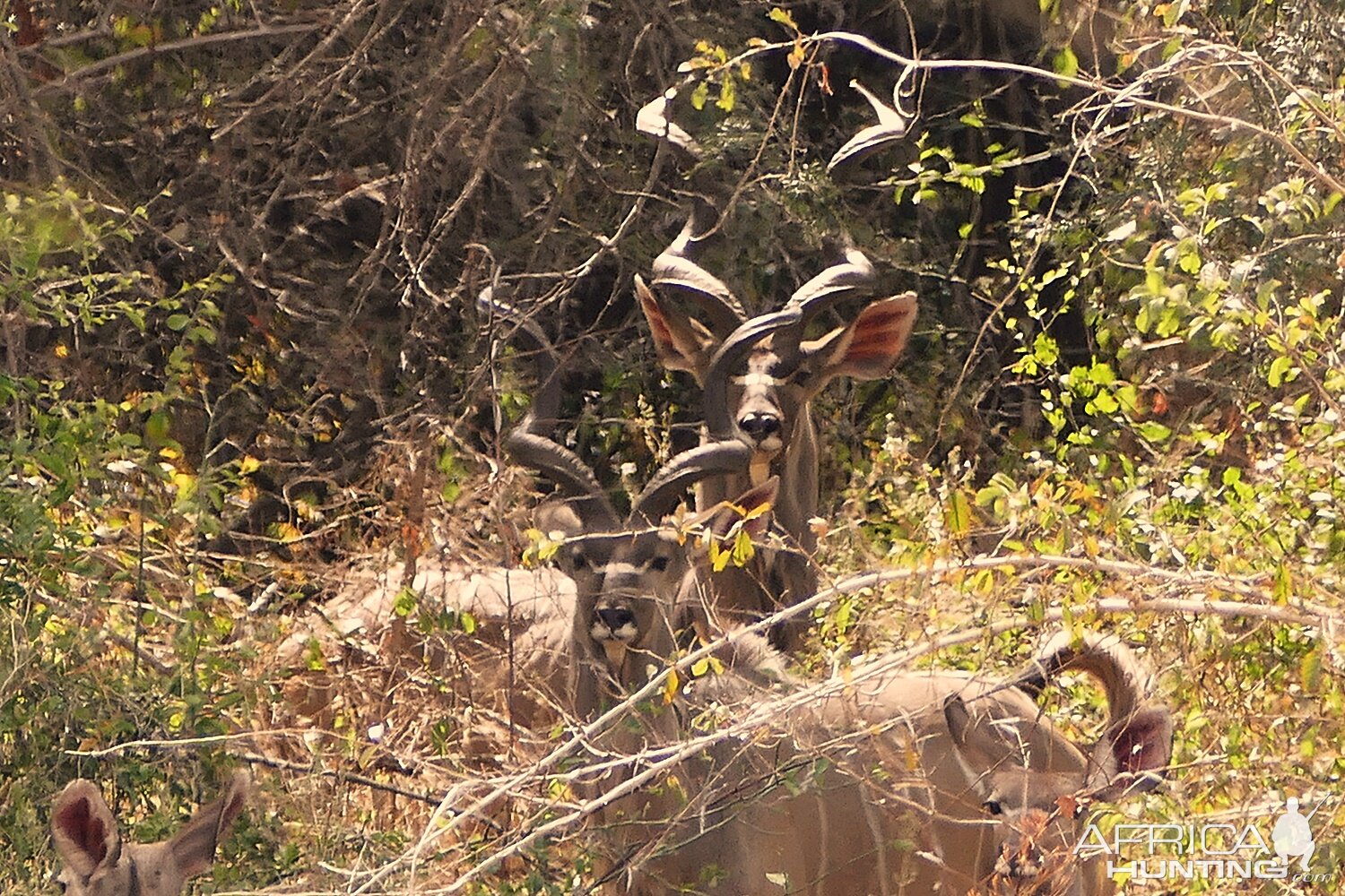 Kudu in Zambia