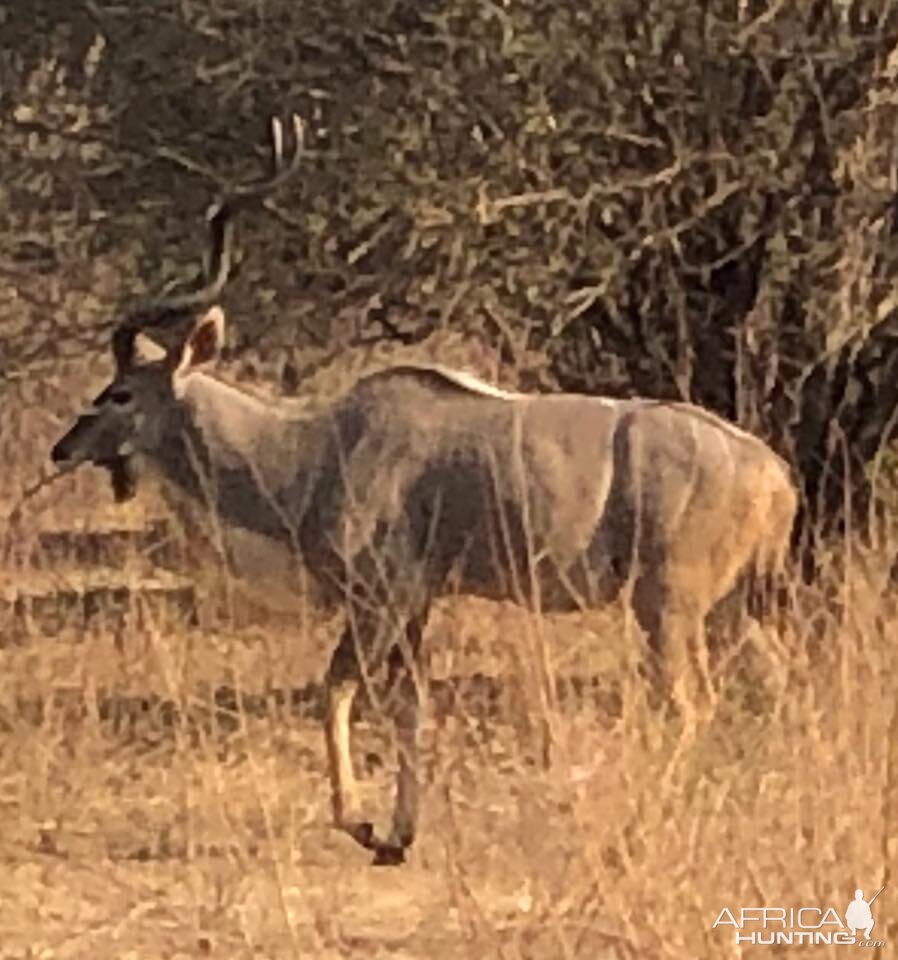 Kudu in Zimbabwe